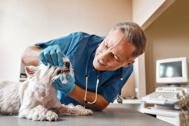 Best Weekend Emergency Dentist in Aurora, SD